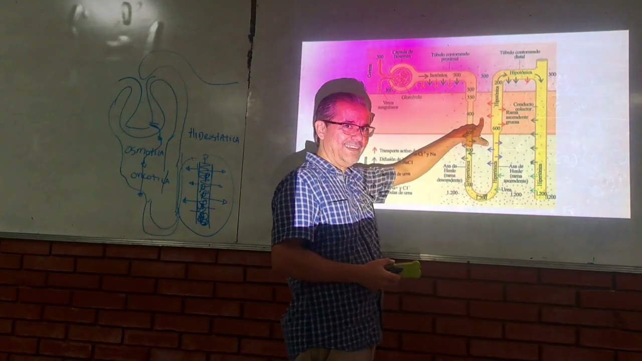 Fisiología: Riñon II
