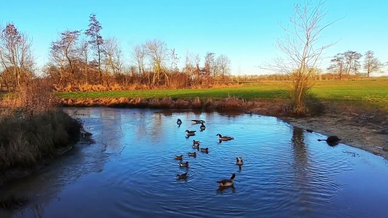 DJI NEO Met ganzen