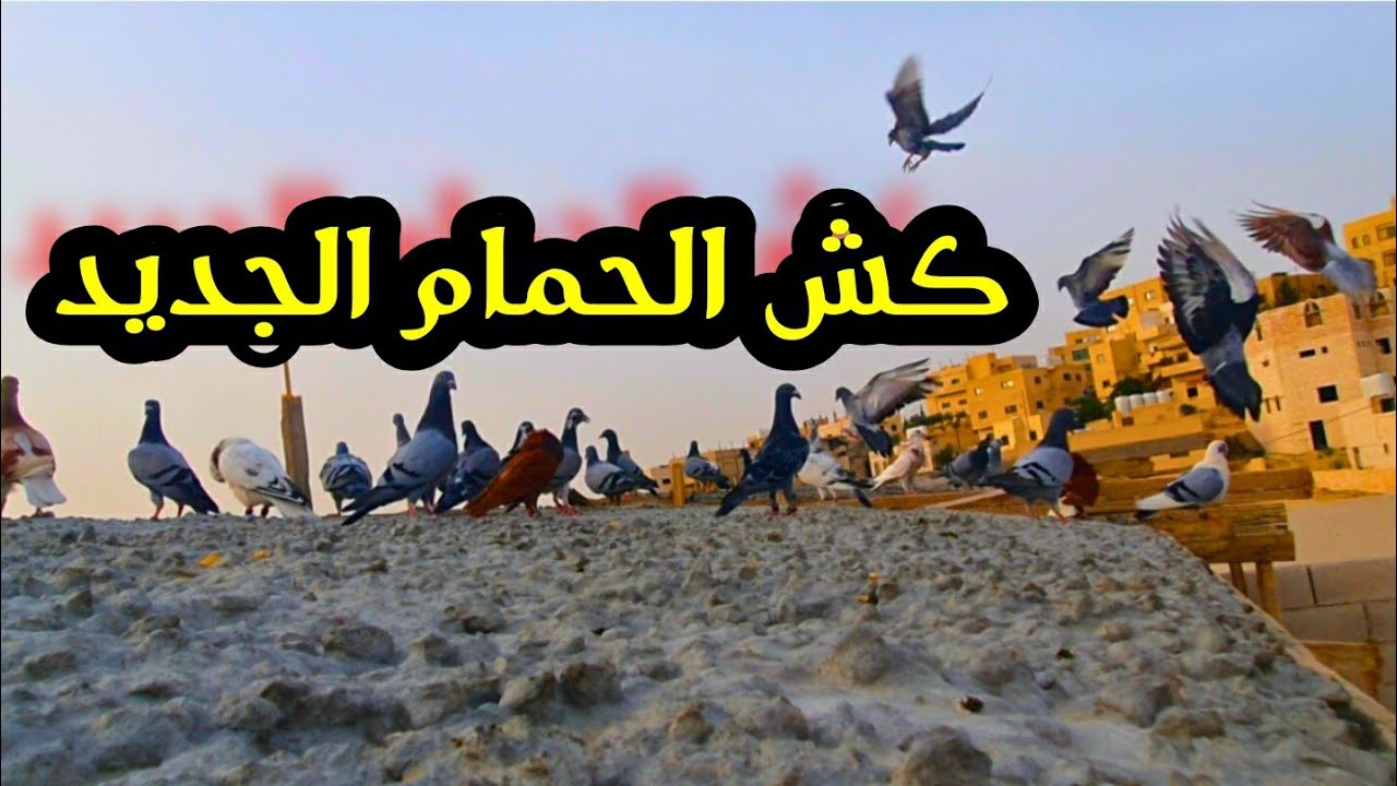 كش كل الحمام الجديده على الرفصه الجديده ابتدا الشغل الصح