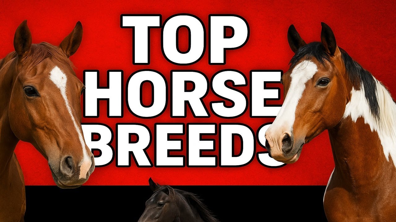 TOP HORSE BREEDS THAT WILL LEAVE YOU SPEECHLESS! #horses #farming