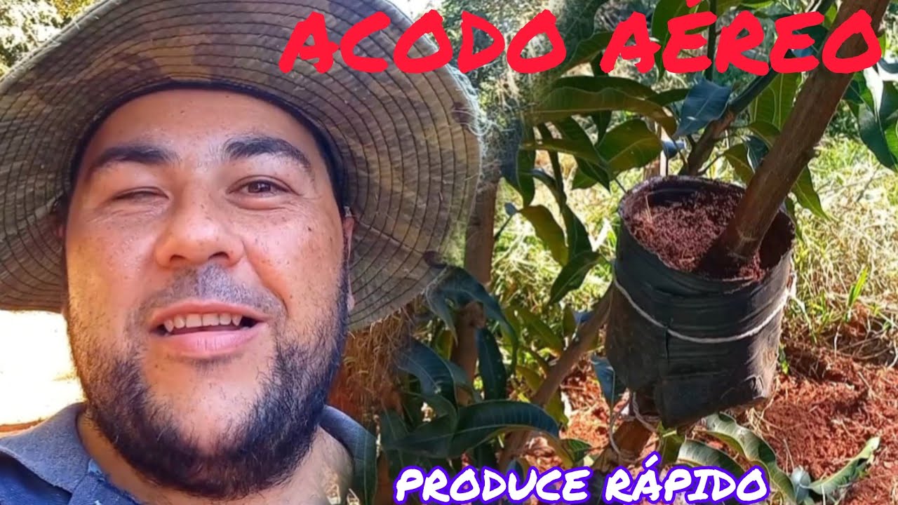 CÓMO HACER ACODO AÉREO multiplica cualquier árbol frutal sin necesidad de injertos