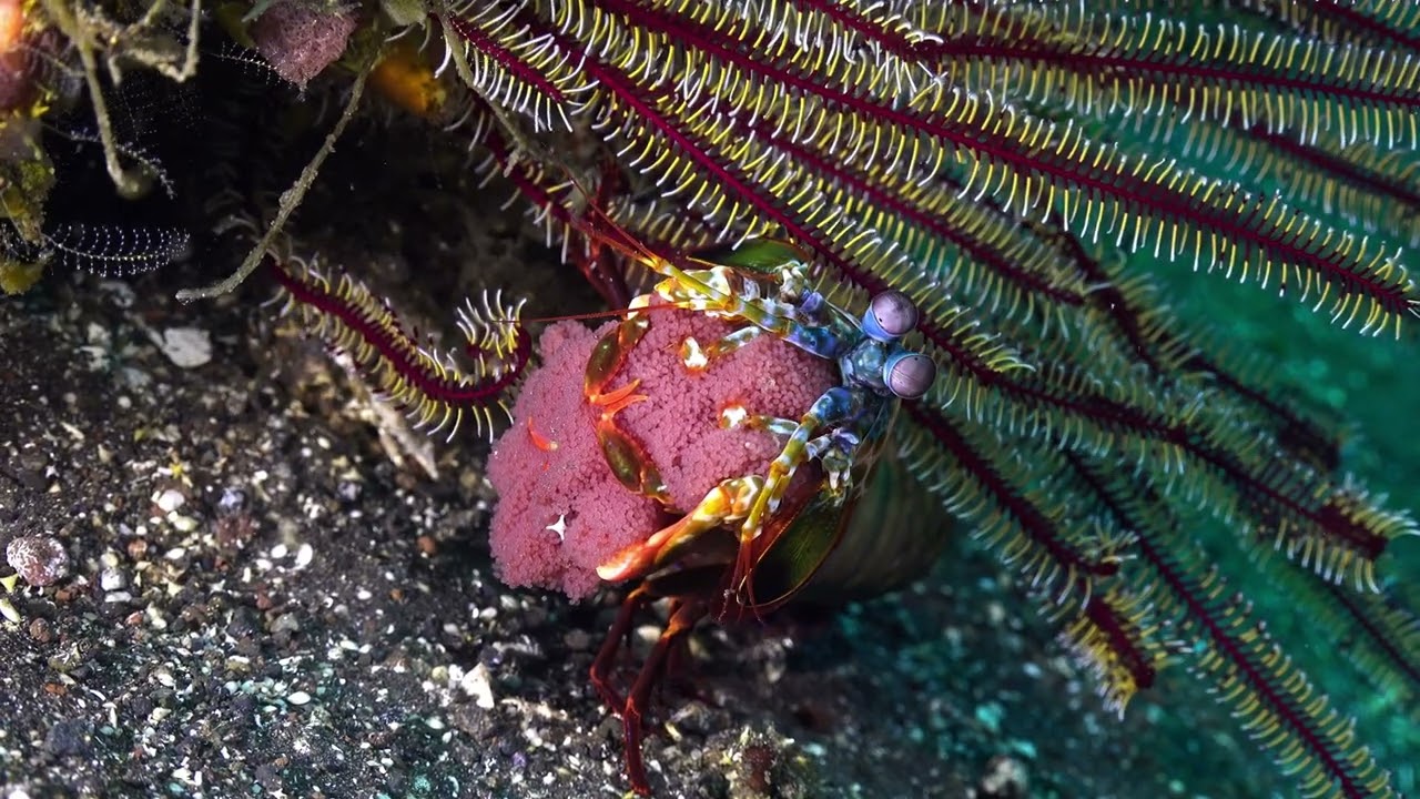 You Don’t See This Often — Mantis Shrimp with Eggs in Tulamben #oceanreality