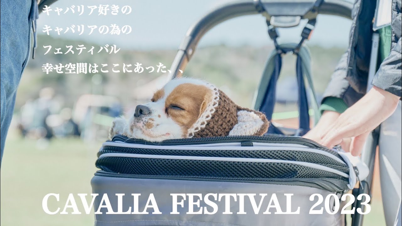 【キャバリアフェスティバル2023】324頭のキャバリア⁉️〜後編〜キャバリアオフ会#キャバリア #キャバリアキングチャールズスパニエル #オフ会