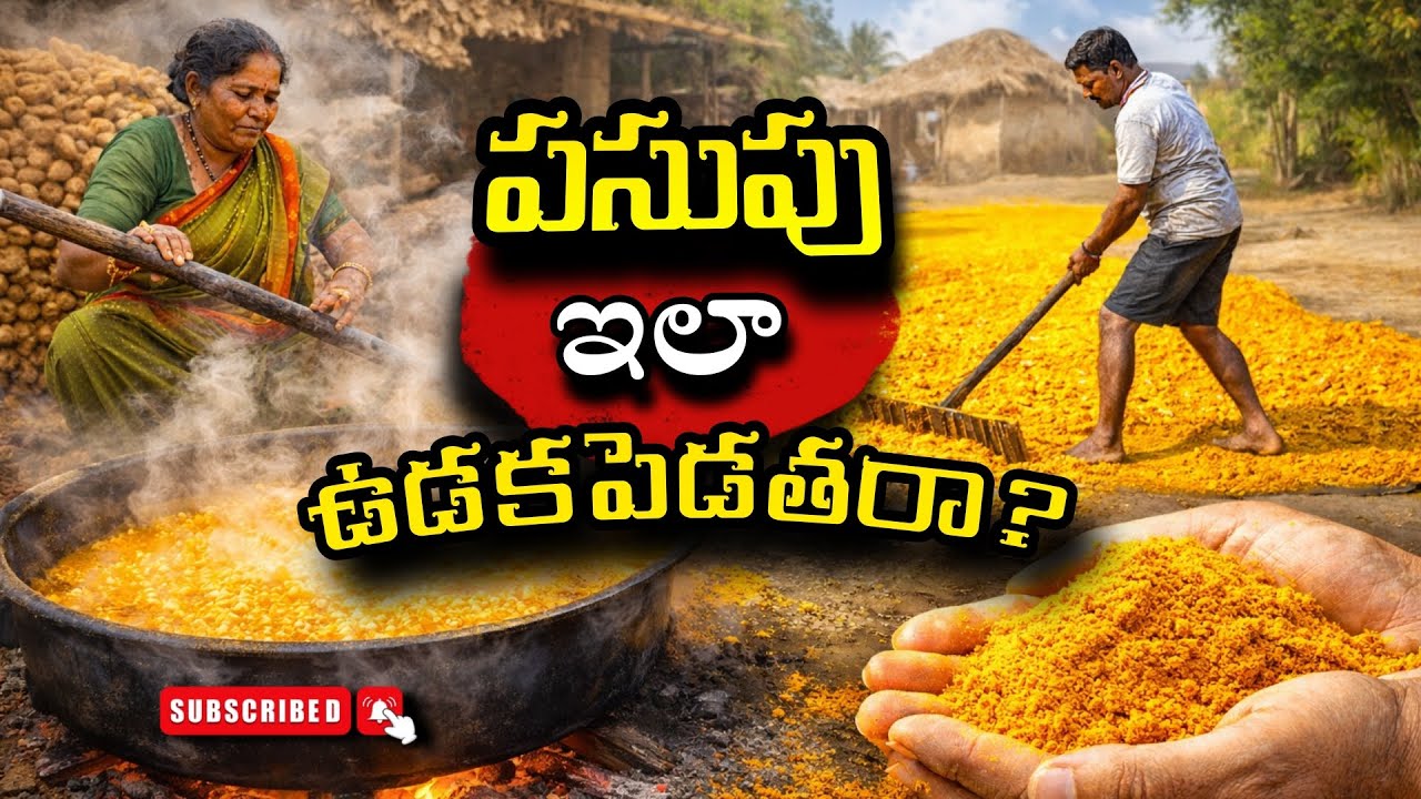 మీరు తినే పసుపు ఇలా తయారవుతుందా? 🔥 Village Secret!