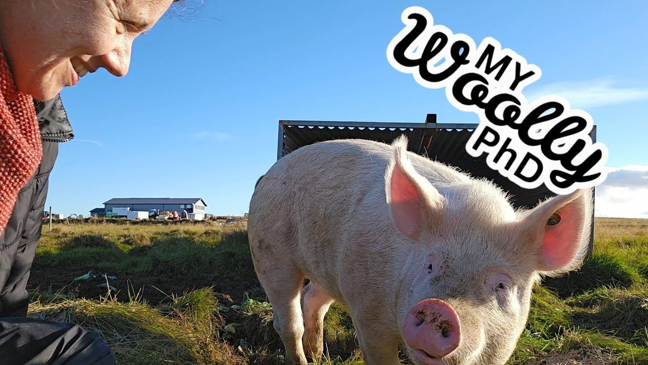 My Woolly PhD: Episode #33 - the affordances of weather (plus cute pig cameo)