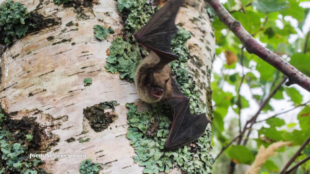 Climate change could accelerate spread of bat-killing fungus