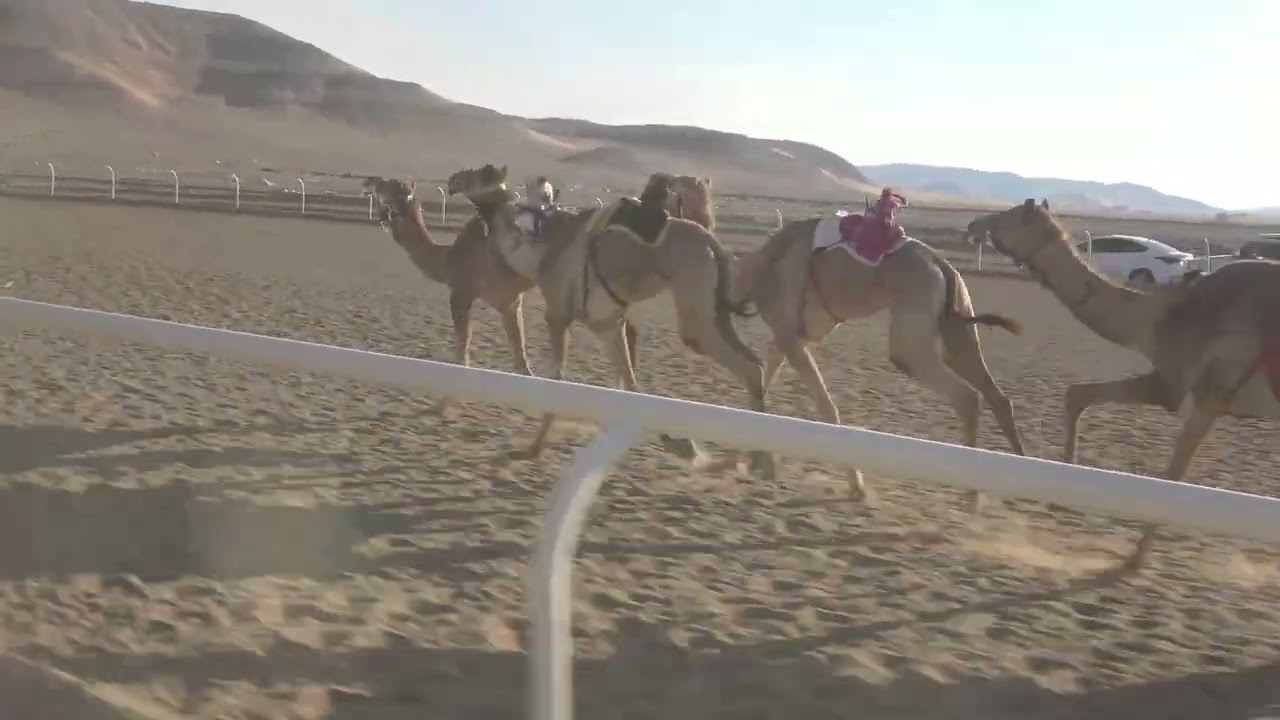 ٣  صبحا لـ اشرف موسى العطوي