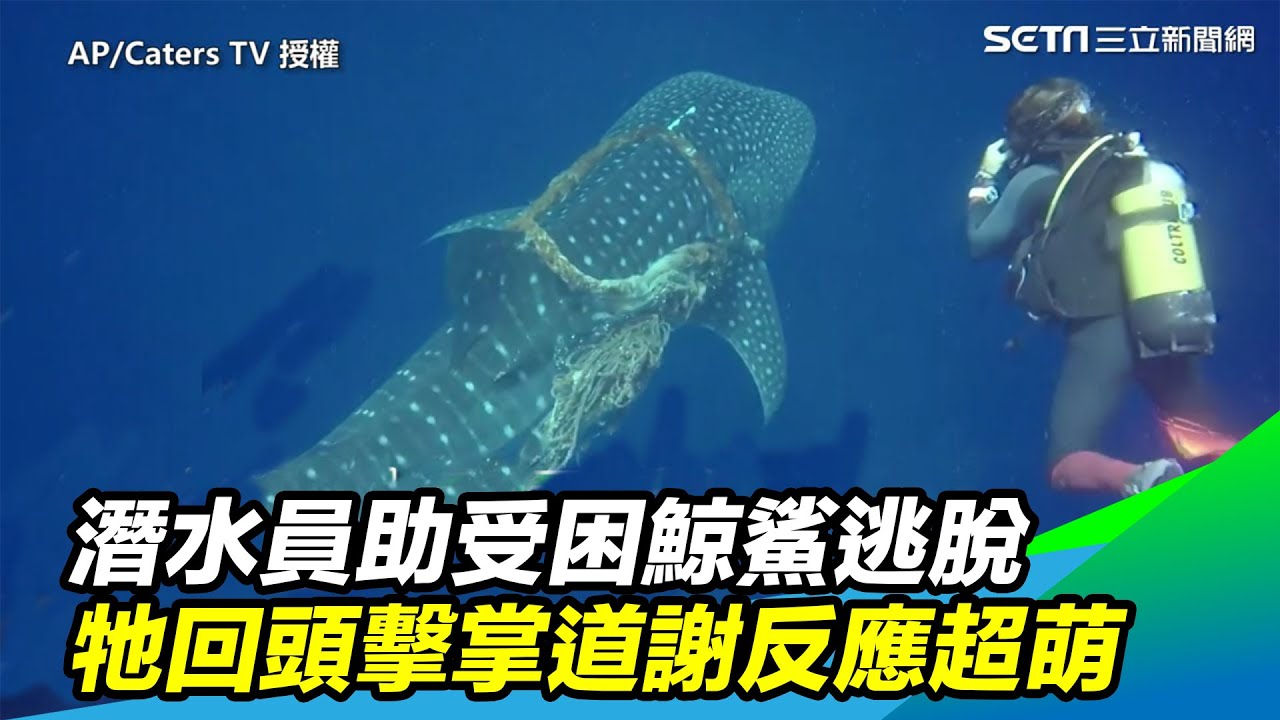 潛水員助受困鯨鯊逃脫　牠回頭擊掌道謝反應超萌｜三立新聞網SETN.com
