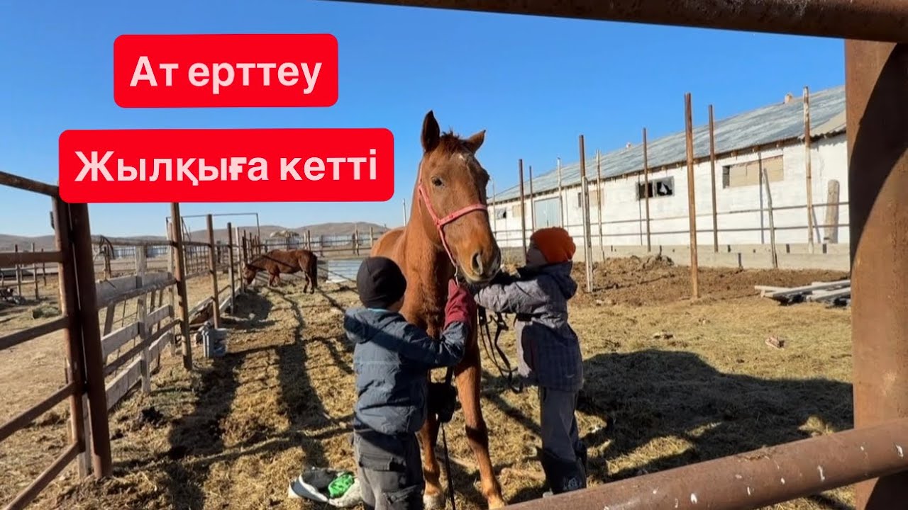 Жылқы ерттеу, ат ерттеу, көпбалалыфермерлер, ауылөмірі, Нұртас, Абу. 