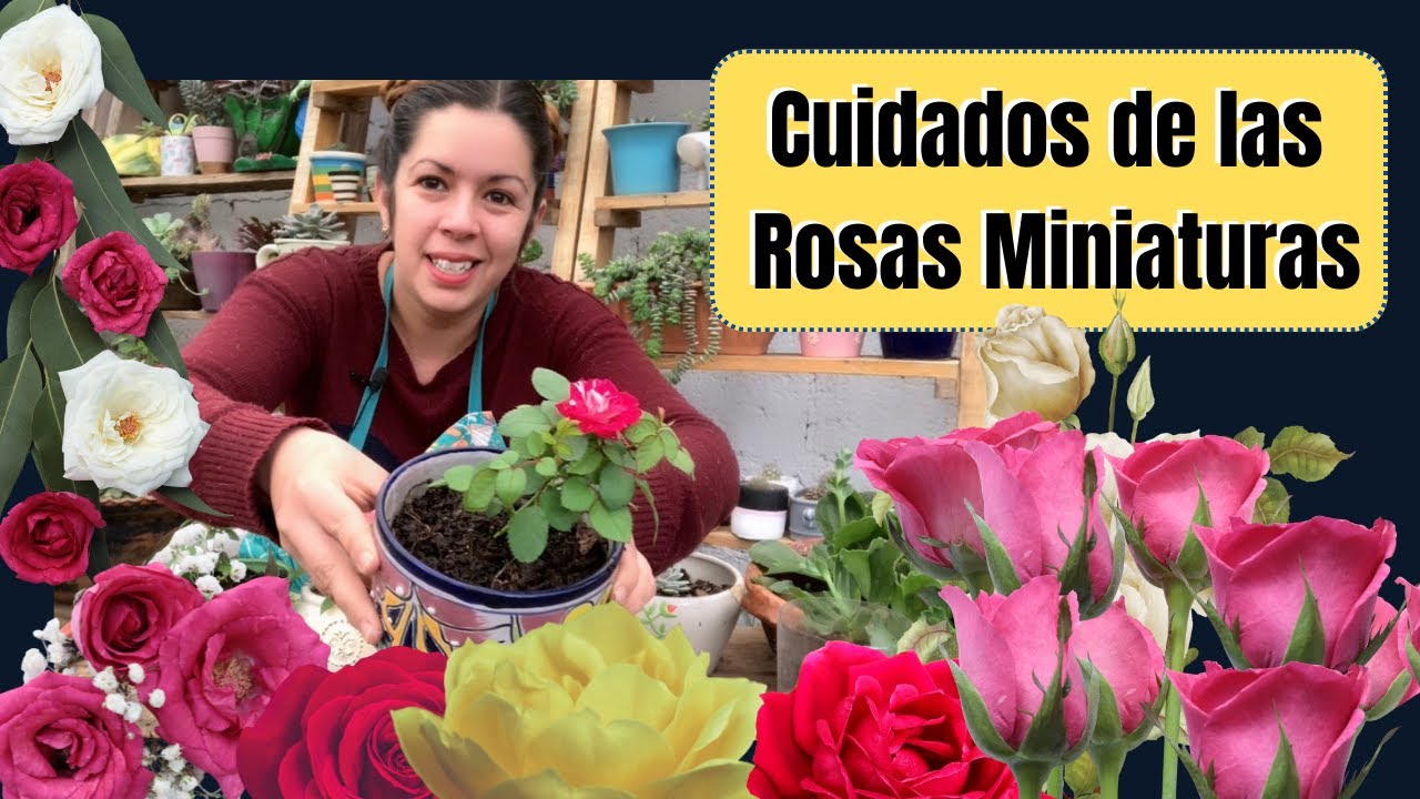 Cuidados de las rosas miniatura