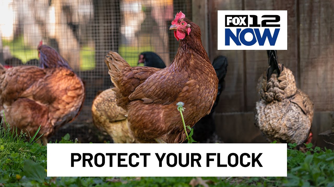Update on bird flu spread in the Pacific Northwest