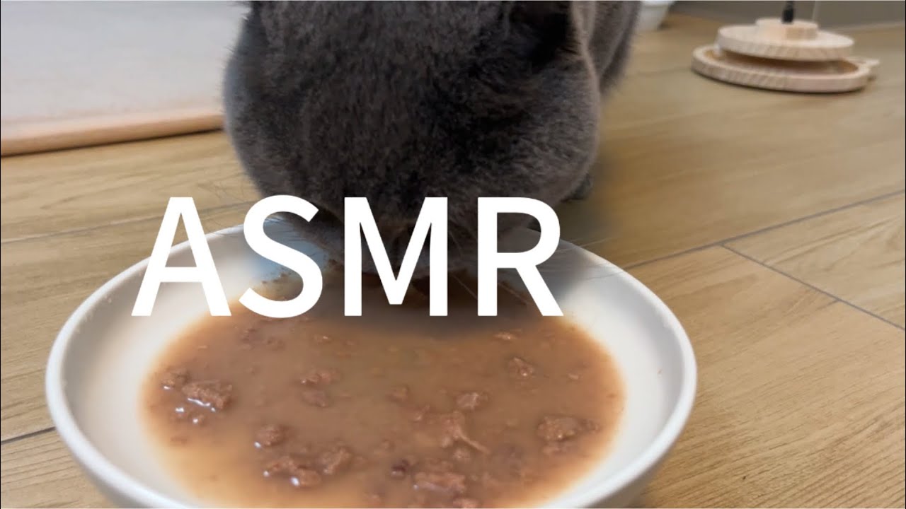 [ASMR] The sound o of eating cat food