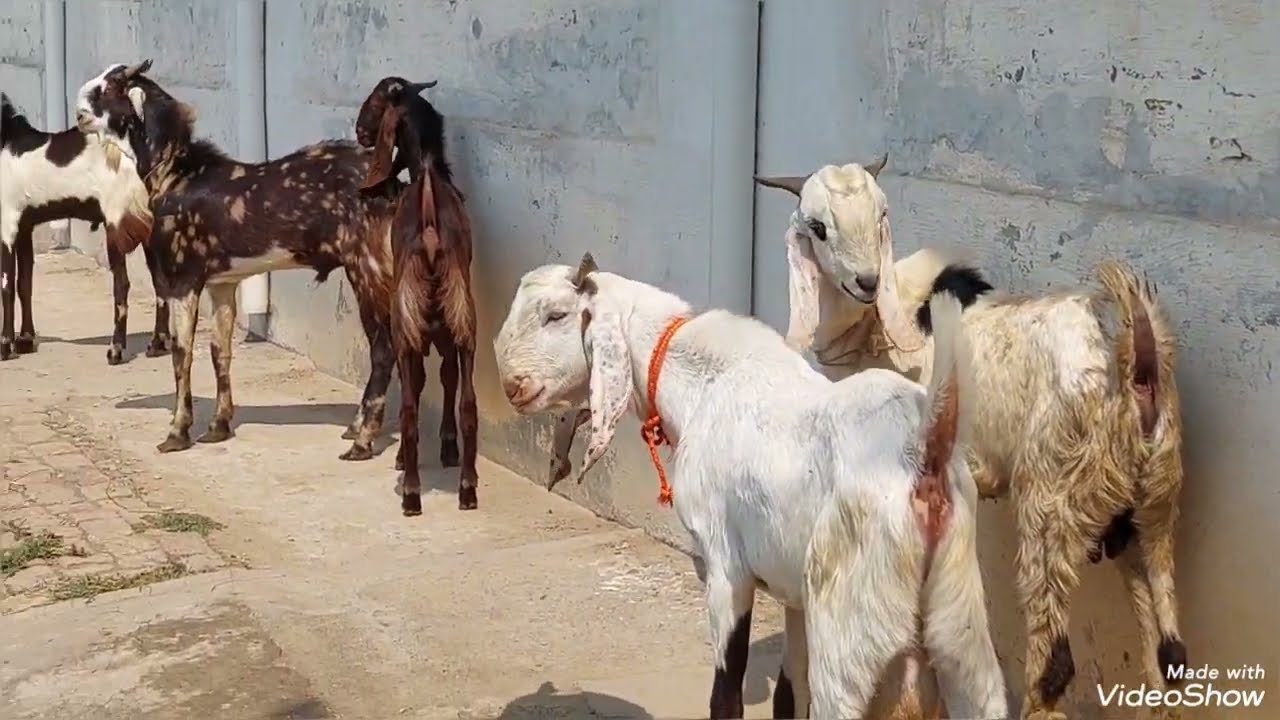 علی حسن کرنانہ 16 بکرے برائے فروخت 3 مئی 2025 karnana channel