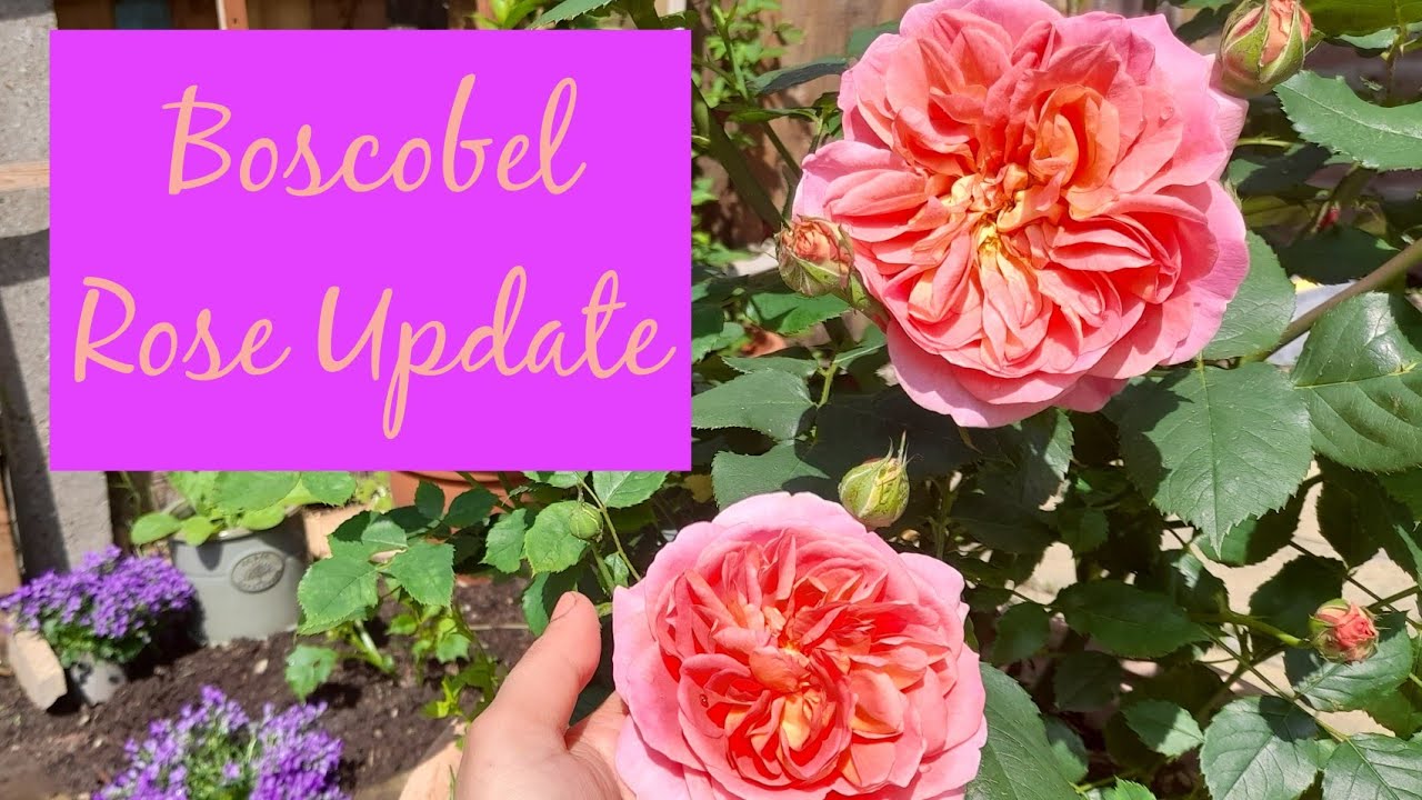 An Intimate Look at David Austin Boscobel Rose ~ First Blooms ~ June 2021 ~ UK