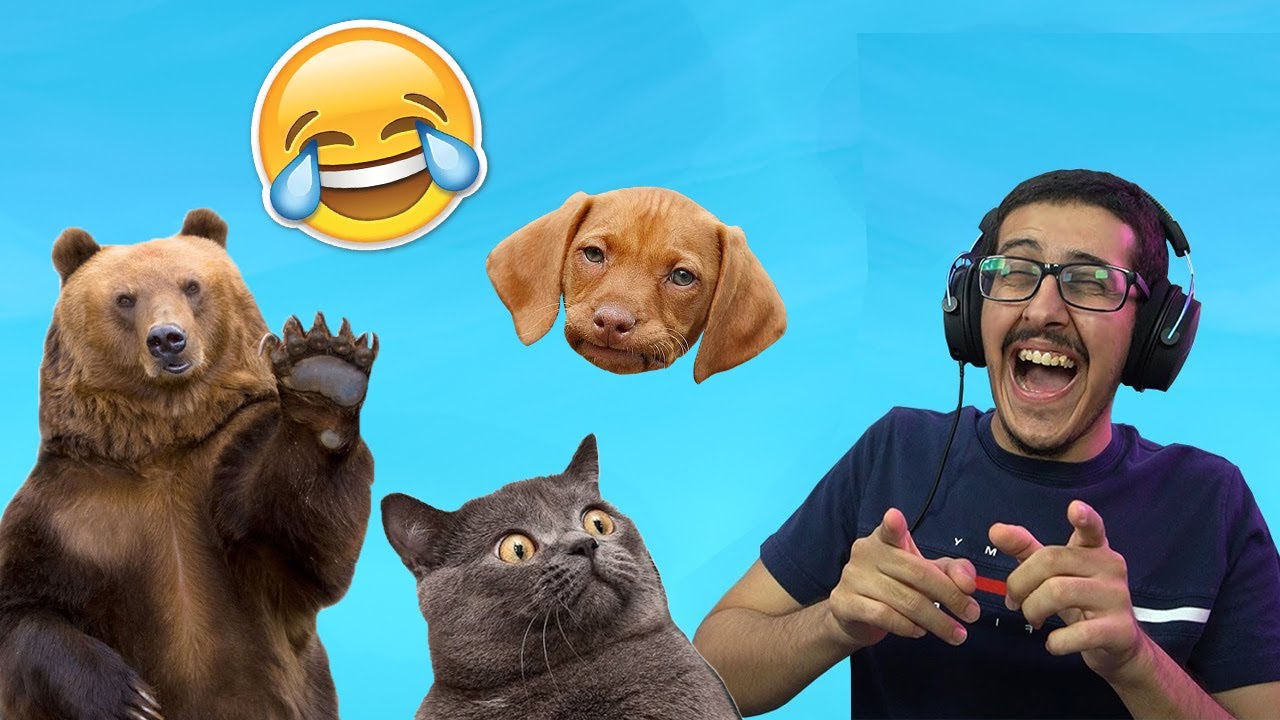 لقطات مضحكة للحيوانات ( رهيبين 😂😭 )