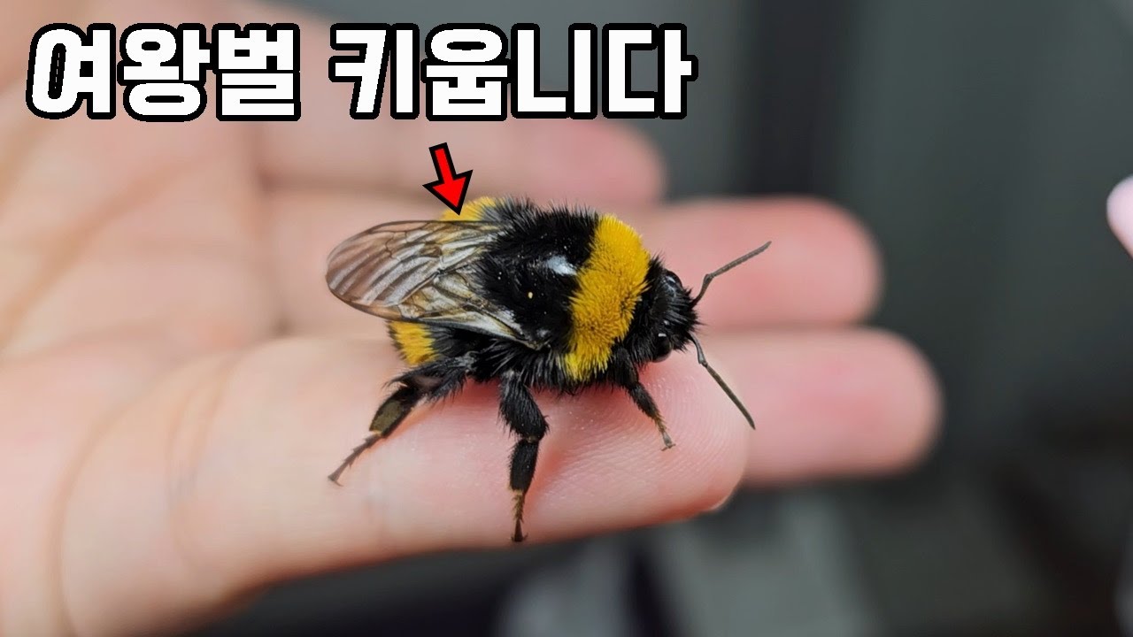 사실은 저 벌 키우는데 수백마리가 되었네요..(같이 산책하기,여왕벌 생산)