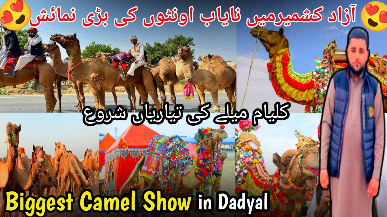 ||Biggest Camel🐪 Show in Dadyal Ajk😍||Grand Preparations for Kalyam Shareef Mela🎊🐪||