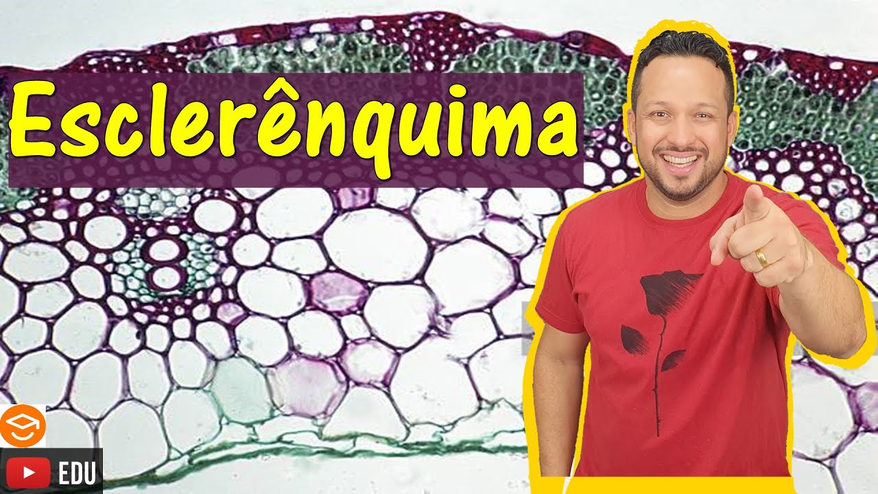 Esclerênquima - Tecido de Sustentação - Tecidos Adultos ou Permanentes - Histologia Vegetal