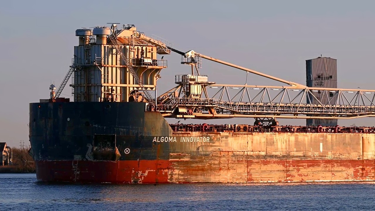 Algoma Innovator - A Scruffy Bear is Spotted at Sunset