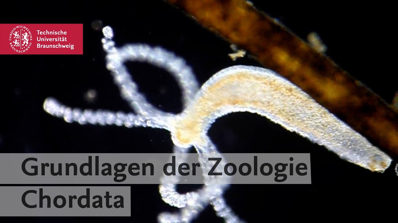 Anatomy Insights #9 – Anatomie der Manteltiere und Schädellosen (Tunicata und Acrania)