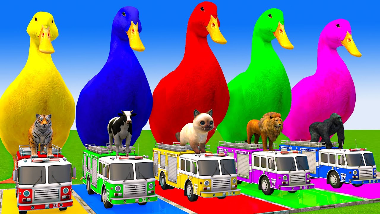5 Giant Duck Cartoon,Cow,Elephant,Tiger,Lion,Gorilla, Paint Wild Animals Crossing Fountain Animation