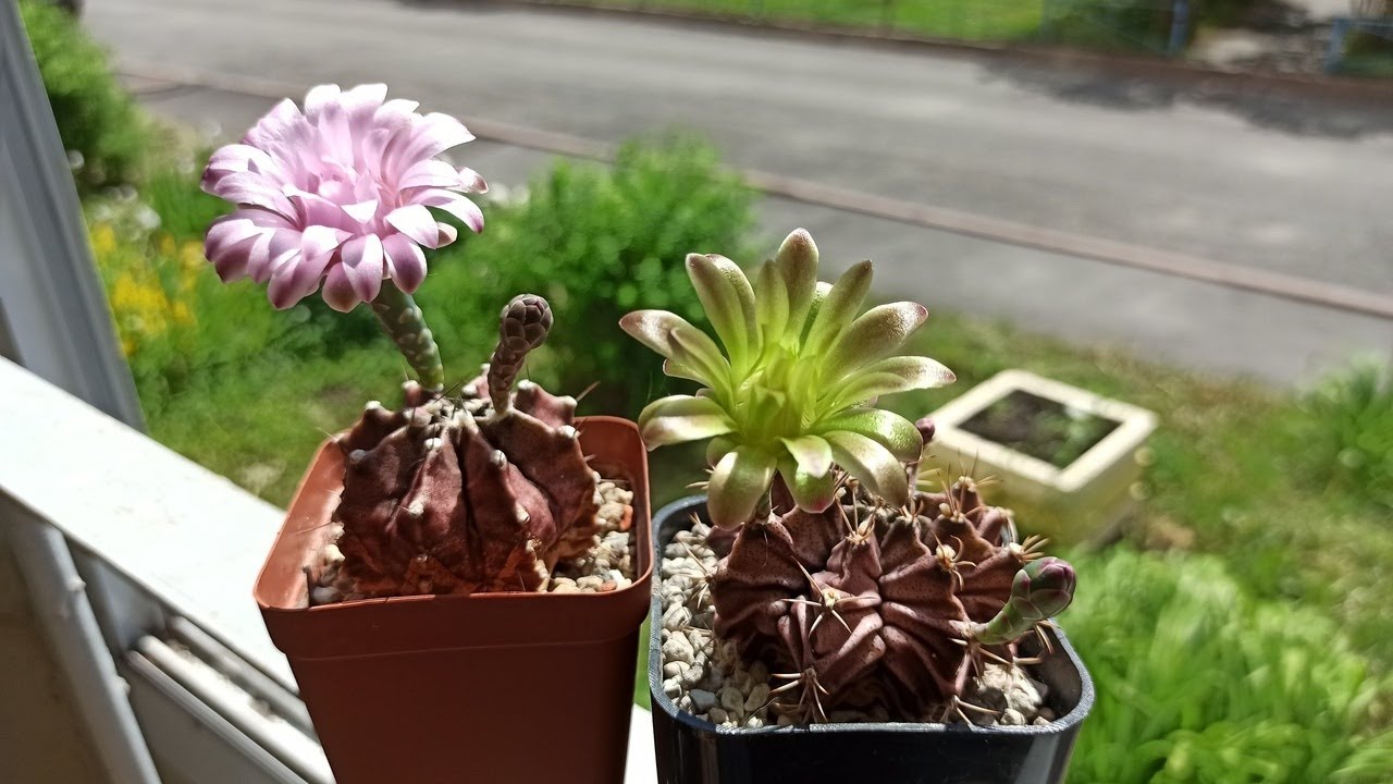 Гимнокалициум Фридриха или Михановичь? В чем различия🌵🤔