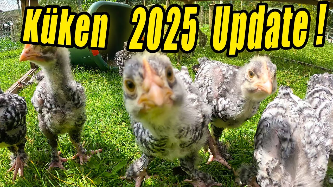 Gartenrundgang + Küken Update !