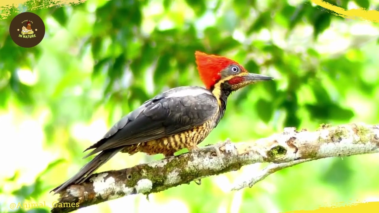 Amazing!!! Woodpecker Amazing Nest Building | Woodpecker | Engineer Birds Nest ~ #woodpecker