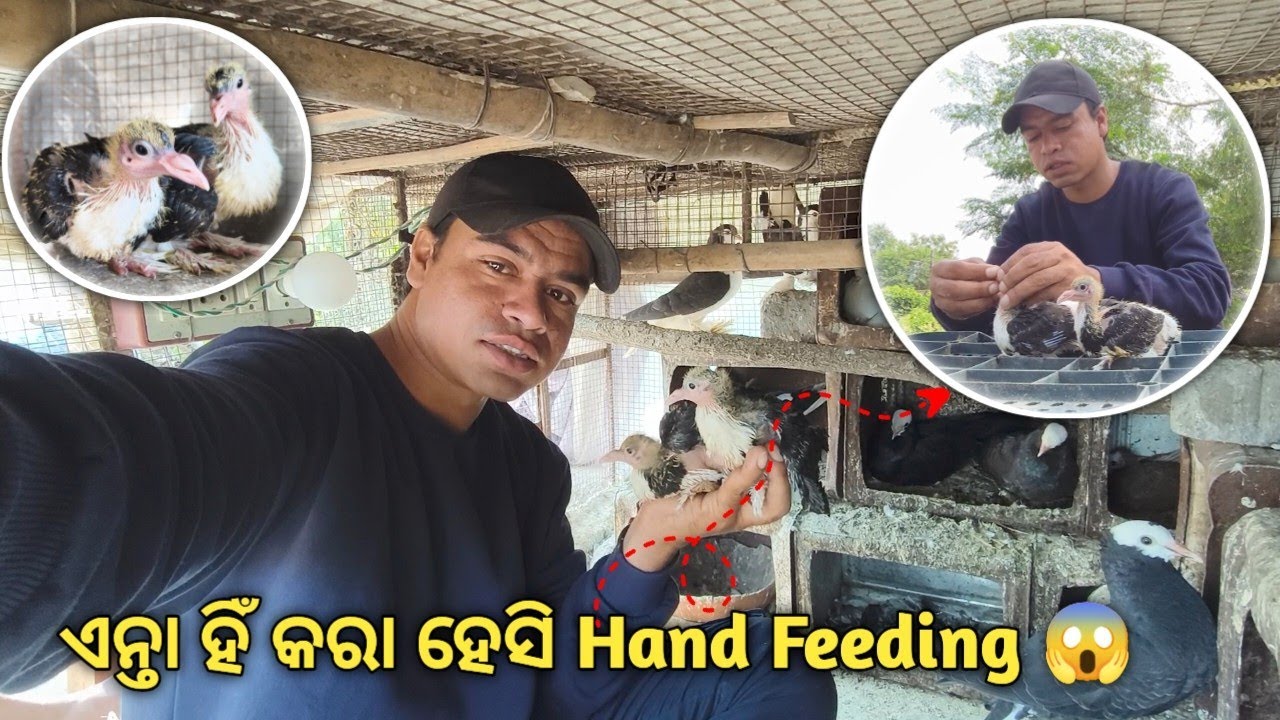 First Time ପାରା ଛୁଆ କେ Hand Feeding କରୁଛେ | Pigeon Baby Hand Feeding Full Process | Hand Feeding 