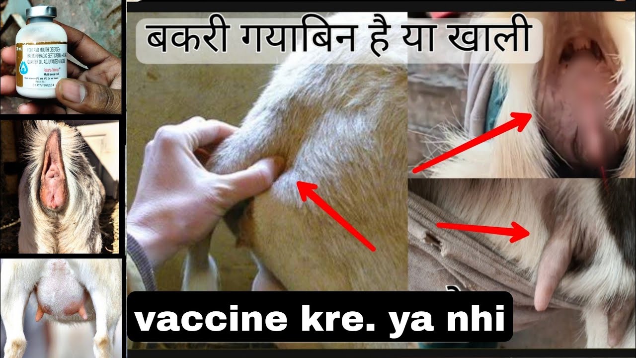🤔Vaccine💉 kru ya nhi 🫄🏻 pregnant Bakri ko🐐apka sawal Mera jawab Sabri goat farm #pregnantgoat 