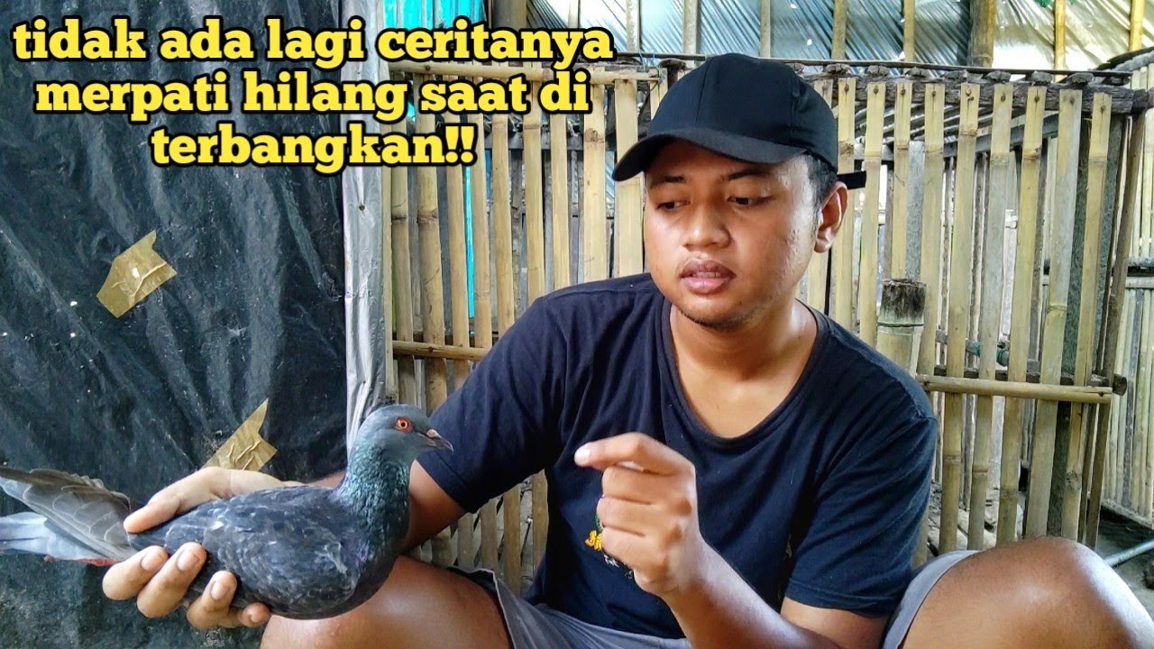 CARA MELATIH MERPATI RUMAHAN AGAR HAFAL KANDANG DAN TIDAK MUDAH HILANG