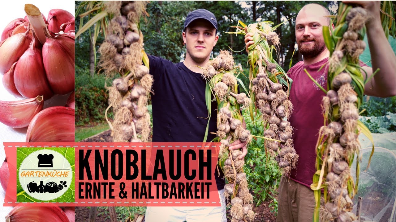 Knoblauchzopf & Zwiebelzopf flechten für eine lange Lagerung