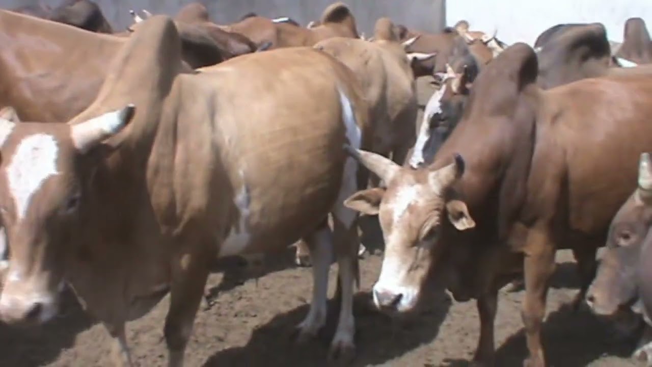 EXCELLENTE FINITION D' UN LOT DE 300 ZEBUS MAURES EN EMBOUCHE INTENSIVE AU MALI.