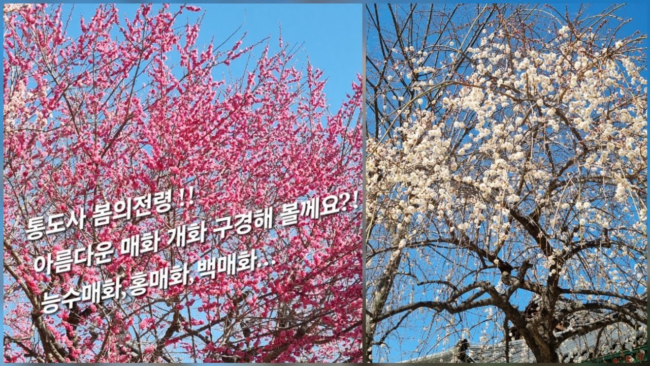 통도사 봄의전령 홍매화 개화 보러 갔어요... 능수매화, 홍매화, 백매화 모두 활짝 피었네요!! 구경하고 가세요.