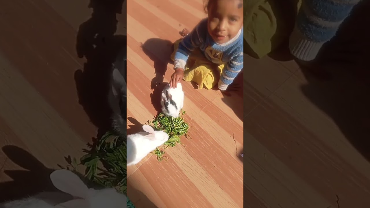 This little cute rabbit white teeth 🪥 Cute pet debut plan 🐇 Rerual Rabbit 