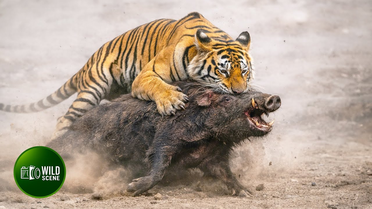 Most Amazing Hunting and Chasing of Tigers Ever Caught on Camera | Animal Fights