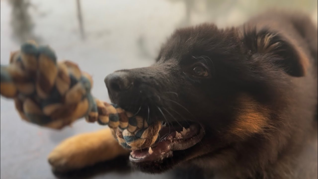 You Won’t Believe This German Shepherd Puppy’s Energy! 🐶🔥