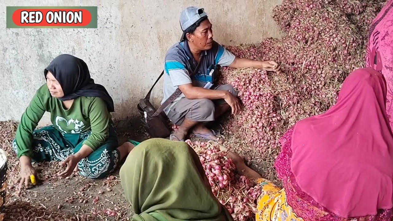 INFO BOLO...!! HARGA BAWANG MERAH HARI INI, KAMIS, 22/1/2026 DI PASAR BAWANG PROBOLINGGO