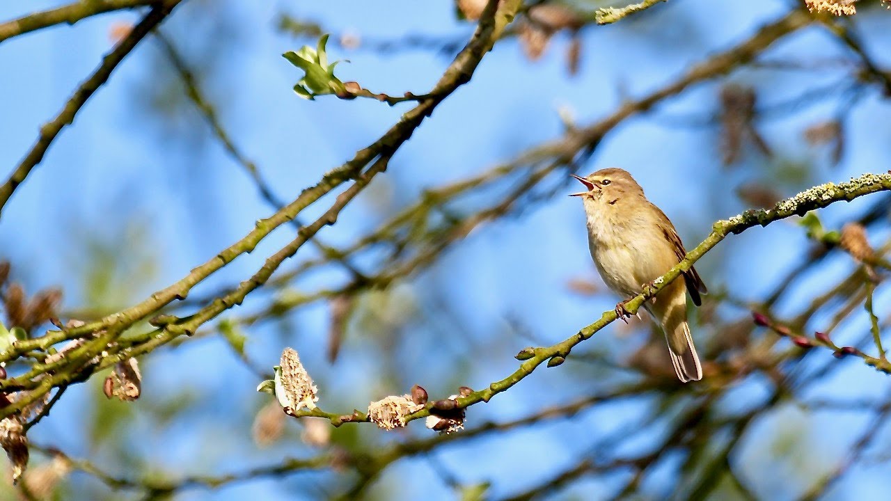 A chiffchaff song (Phylloscopus collybita) on an april morning