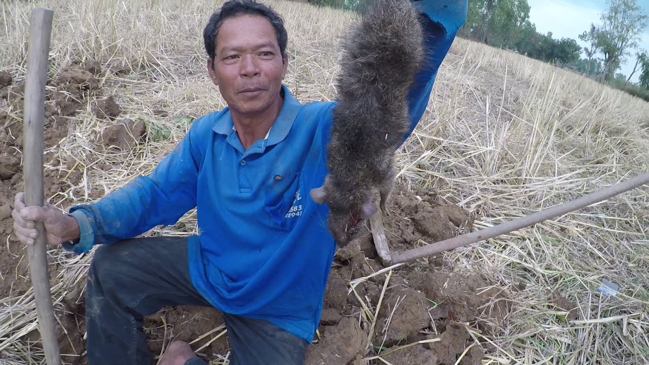 ล่าหนูพุกใหญ่ ด้วยวิธีพื้นบ้านอีสาน ขุดหนูพุก จับหนูตามทุ่งนา  หนูนา