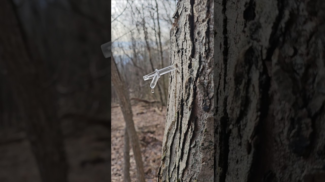 Tapping some maple trees for maple syrup 🍁