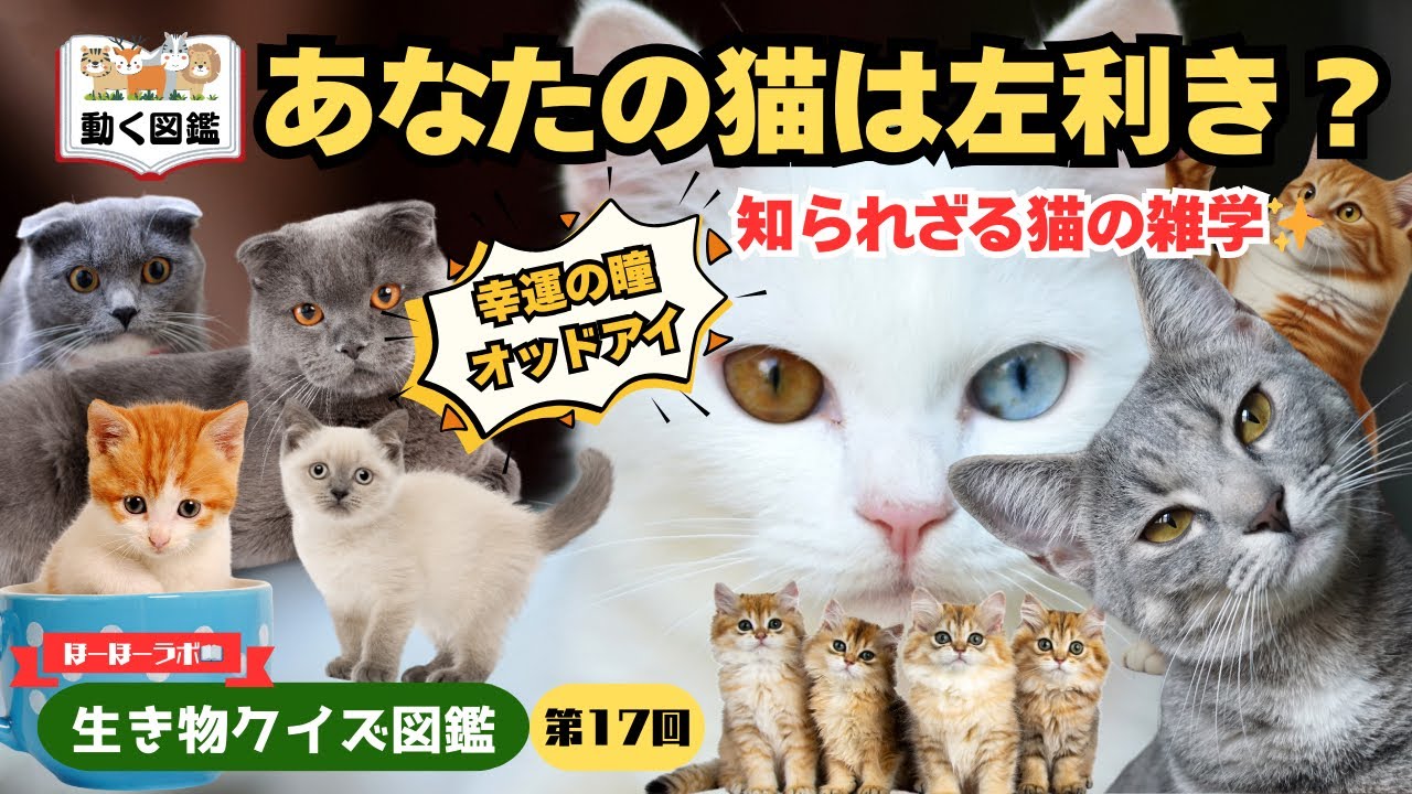 【動く図鑑✨‼️】あなたの猫は左利き？3万分の1の奇跡とは？大人も子供も夢中になる『猫の雑学✨』