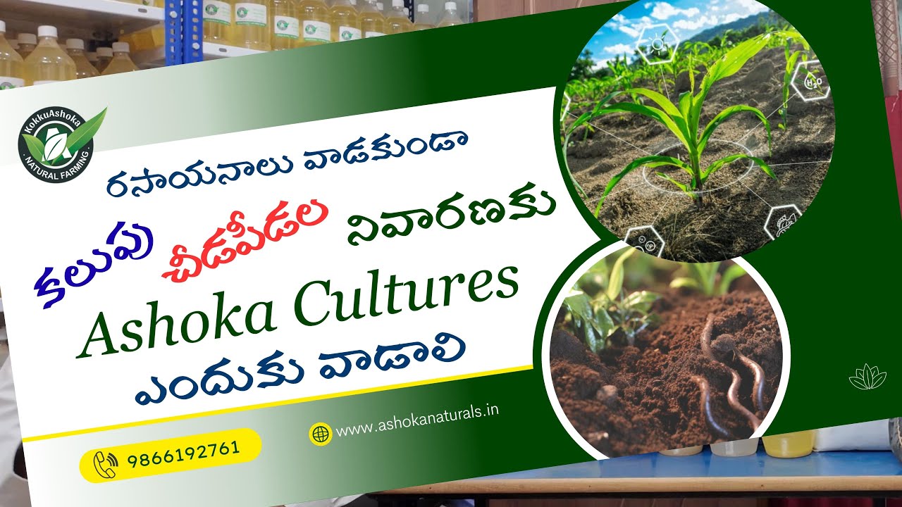 Ashoka Cultures in Agriculture