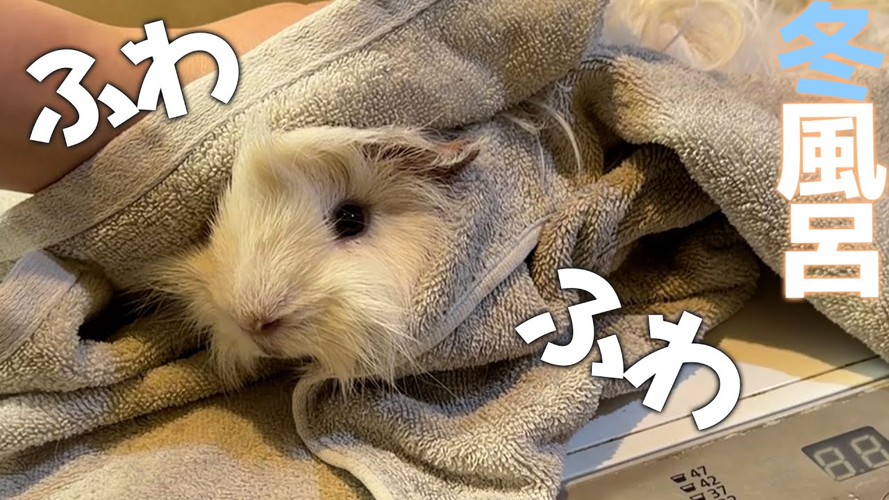 モルモットをお風呂に入れたら天使すぎた…✨ふわふわ復活の瞬間🫧
