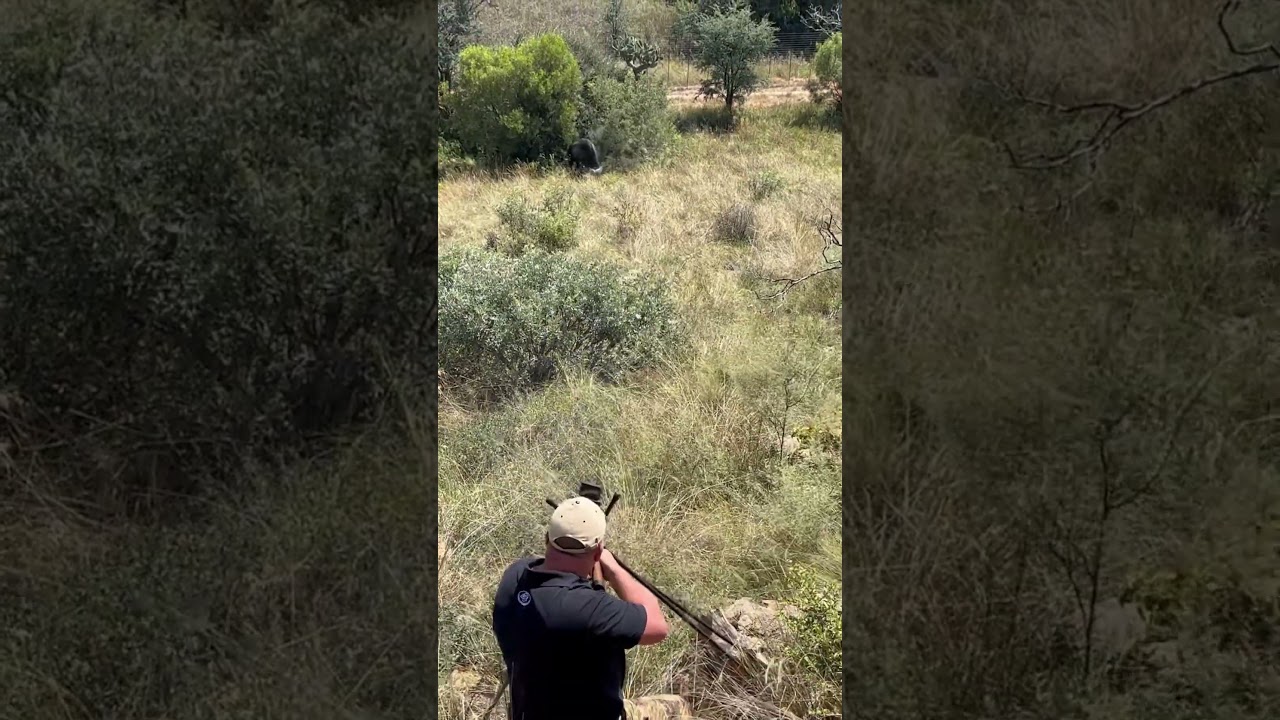 Tir d&rsquo;un buffle en Afrique du Sud #chasseur #buffle