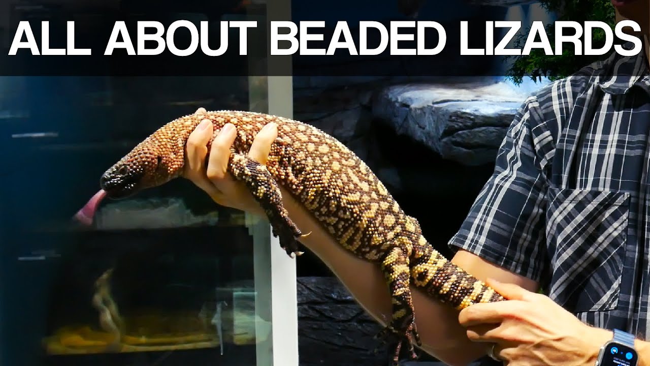 All about Beaded Lizards @ GX3 Reptiles
