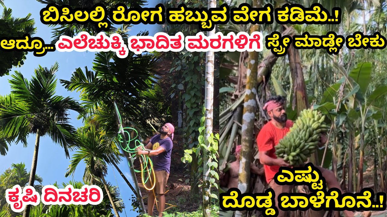 ಕರಾವಳಿಯ ಕೃಷಿ ದಿನಚರಿ | ಬಿಸಿಲು ಇದ್ರೂ ಸ್ಪ್ರೇ ಮಾಡ್ಬೇಕಾಗಿದೆ | Agriculture Video | Farming |