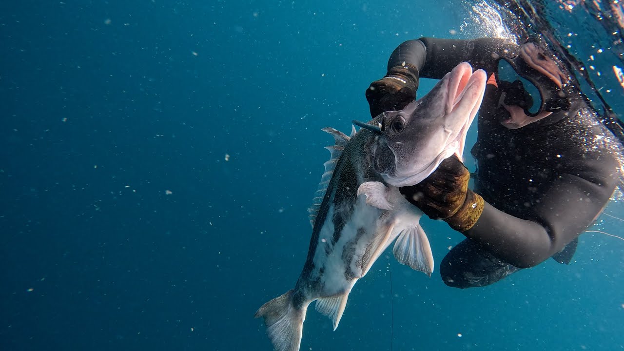 How to find good spots? | AMAZING coastal Spearfishing New Zealand