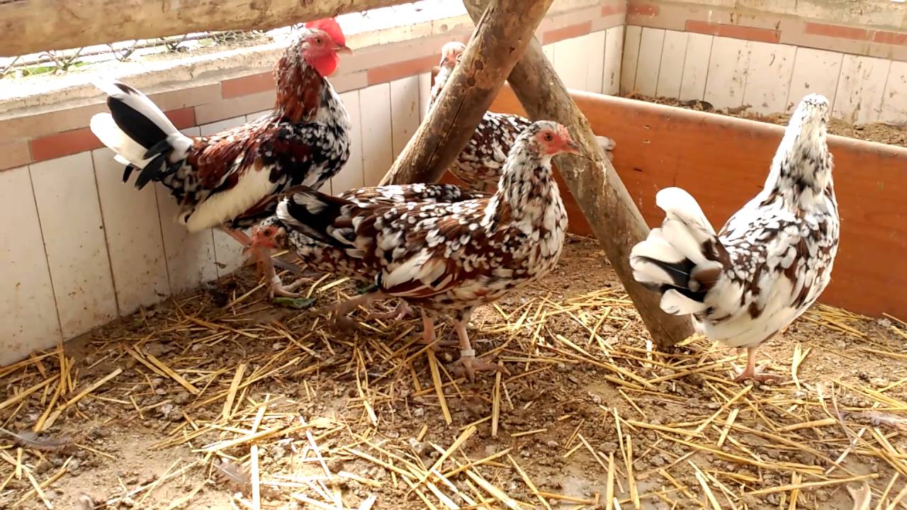 Galinha An&atilde; Flor d'Ametller Aperdizada 2016