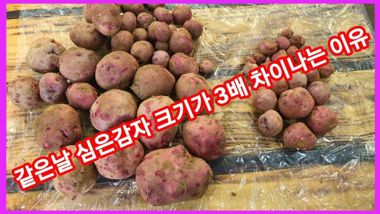 왠일이여~같은날 심은 가을 홍감자 크기가 3배 차이가나? 감자 재배방법,카스테라감자,빨간감자,홍심이,,귀농귀촌,전원일기,주말농장텃밭